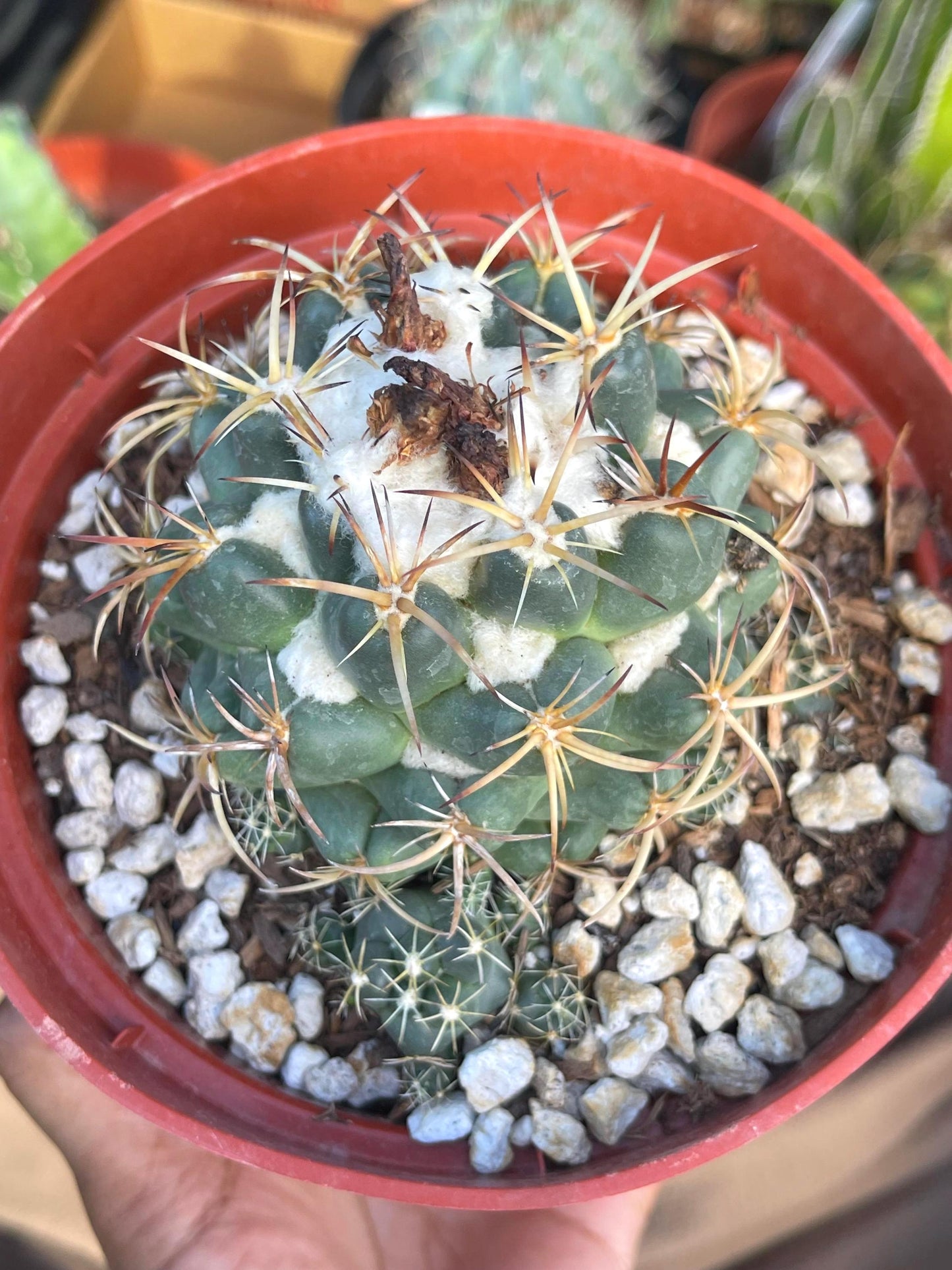 6” Coryphantha Elephantidens | Live Cactus