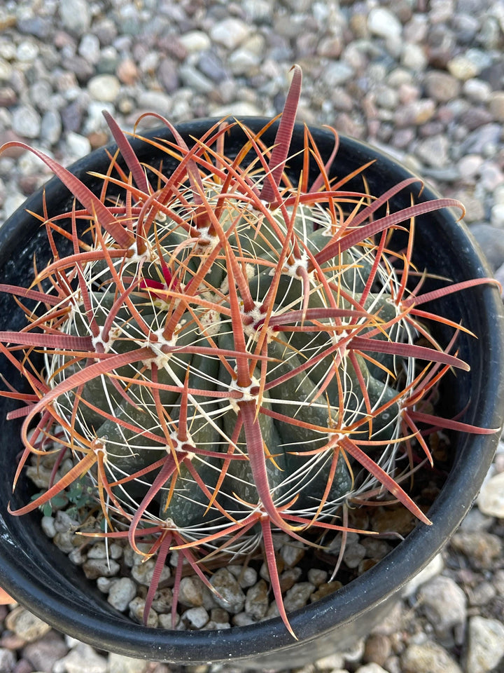 Ferocactus Acanthodes | Candy Barrel Cactus