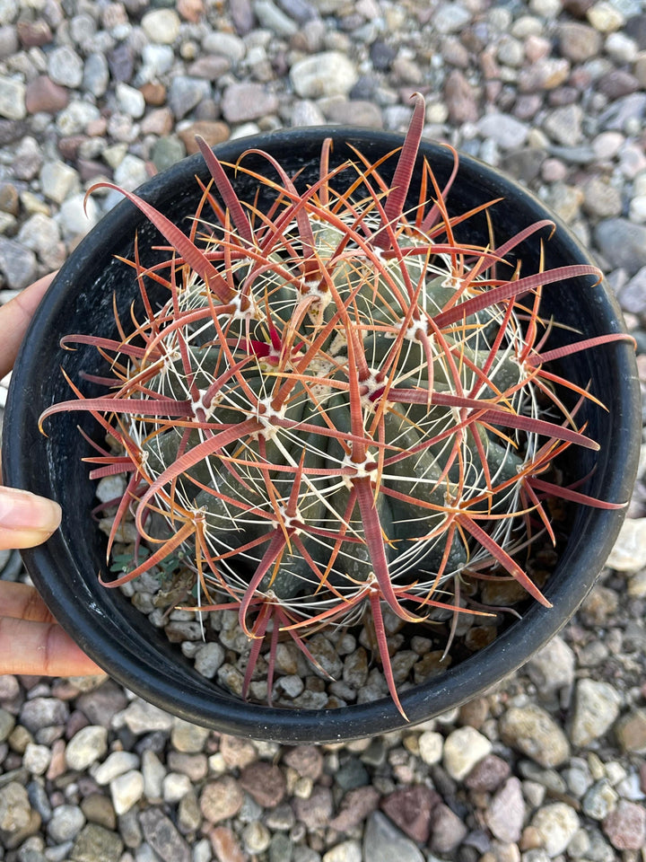 Ferocactus Acanthodes | Candy Barrel Cactus