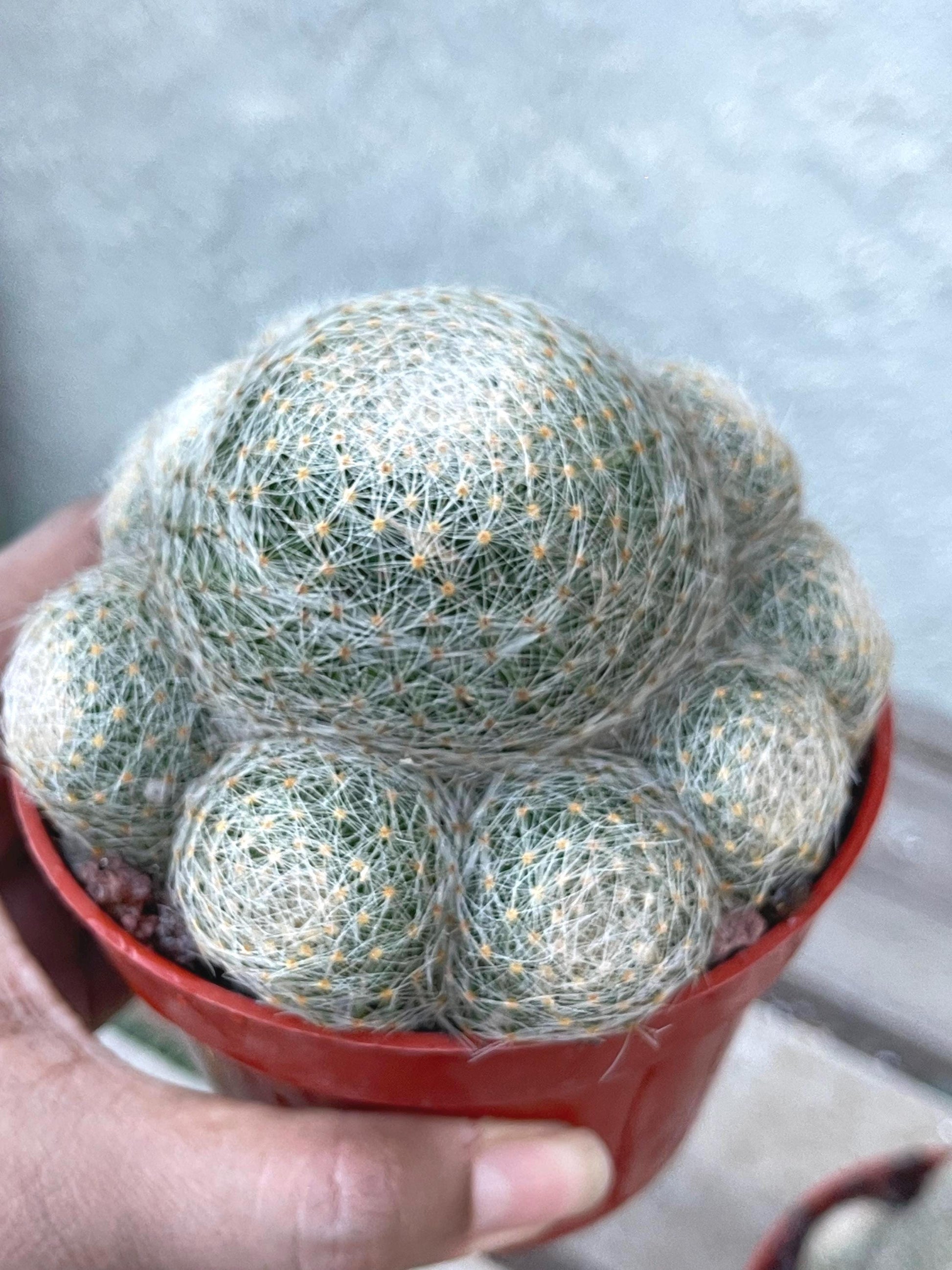 Imported Mammillaria Lenta with pups | Rare Plant | Live Plant