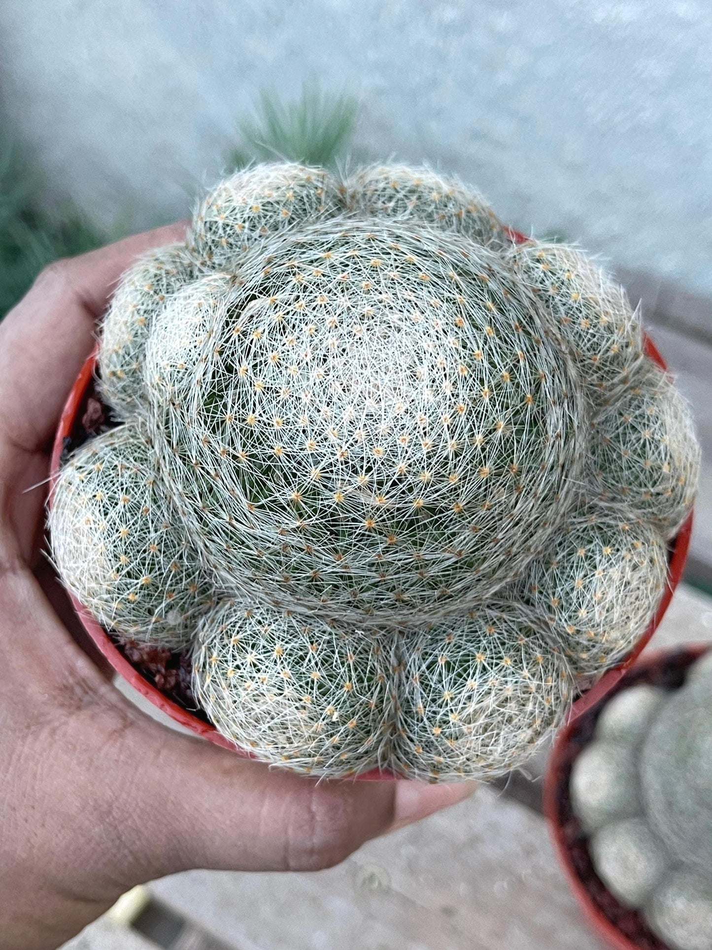 Imported Mammillaria Lenta with pups | Rare Plant | Live Plant