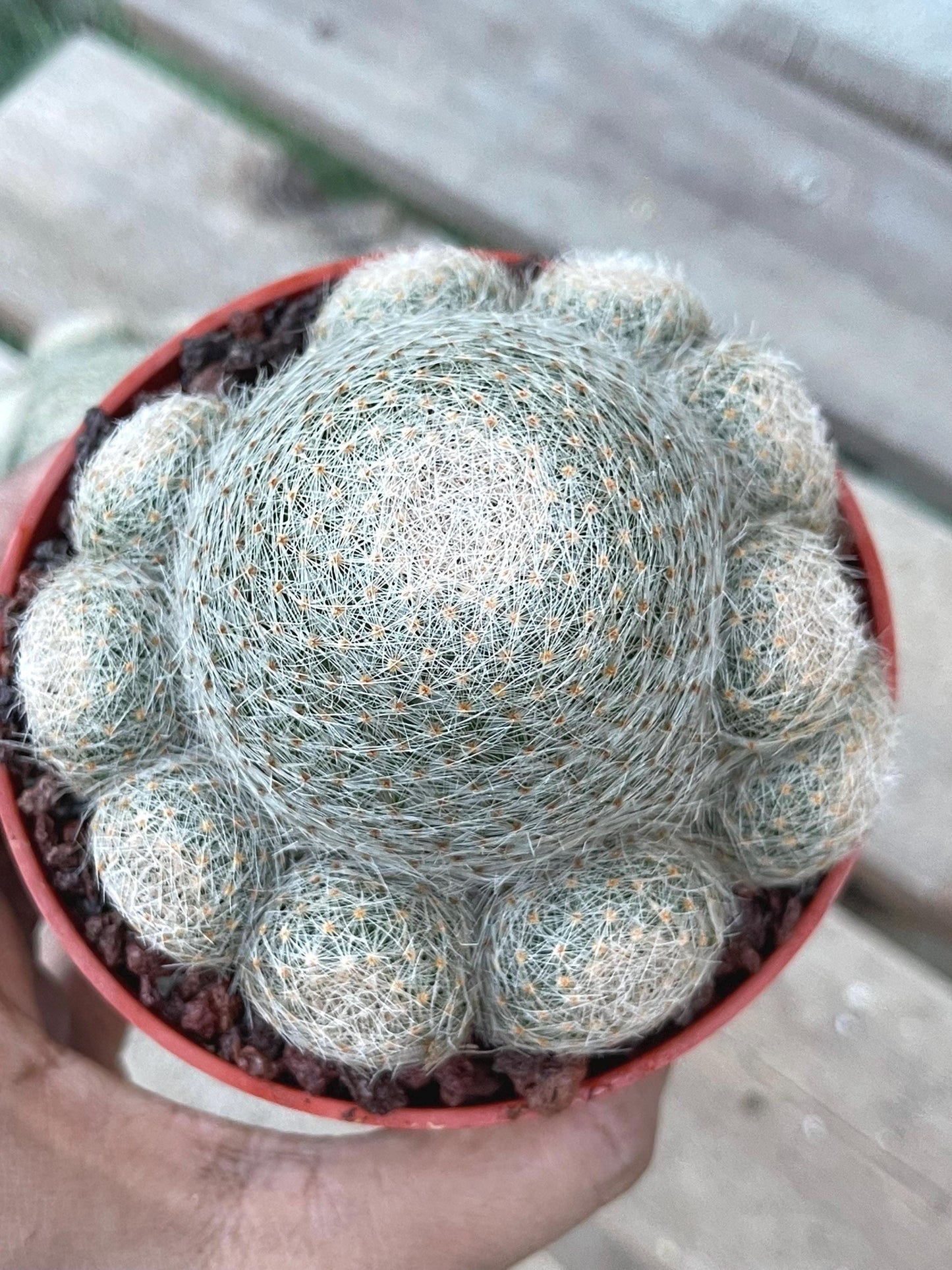 Imported Mammillaria Lenta with pups | Rare Plant | Live Plant