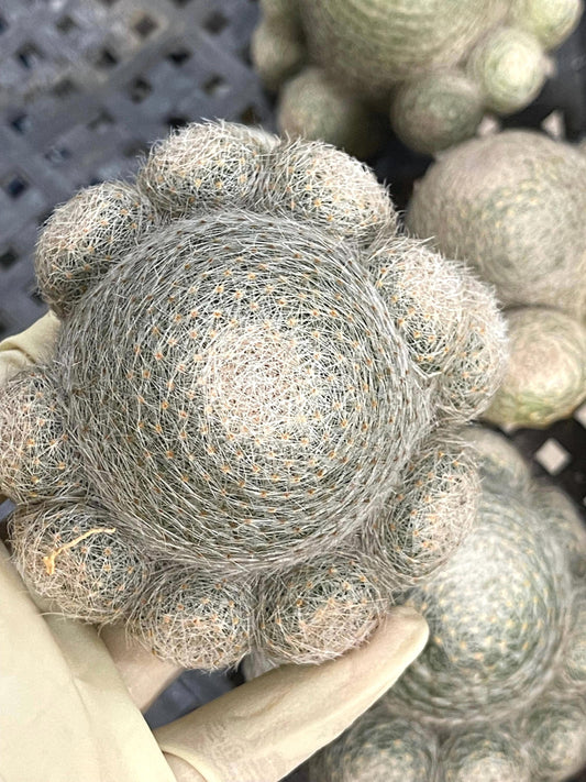 Imported Mammillaria Lenta with pups | Rare Plant | Live Plant