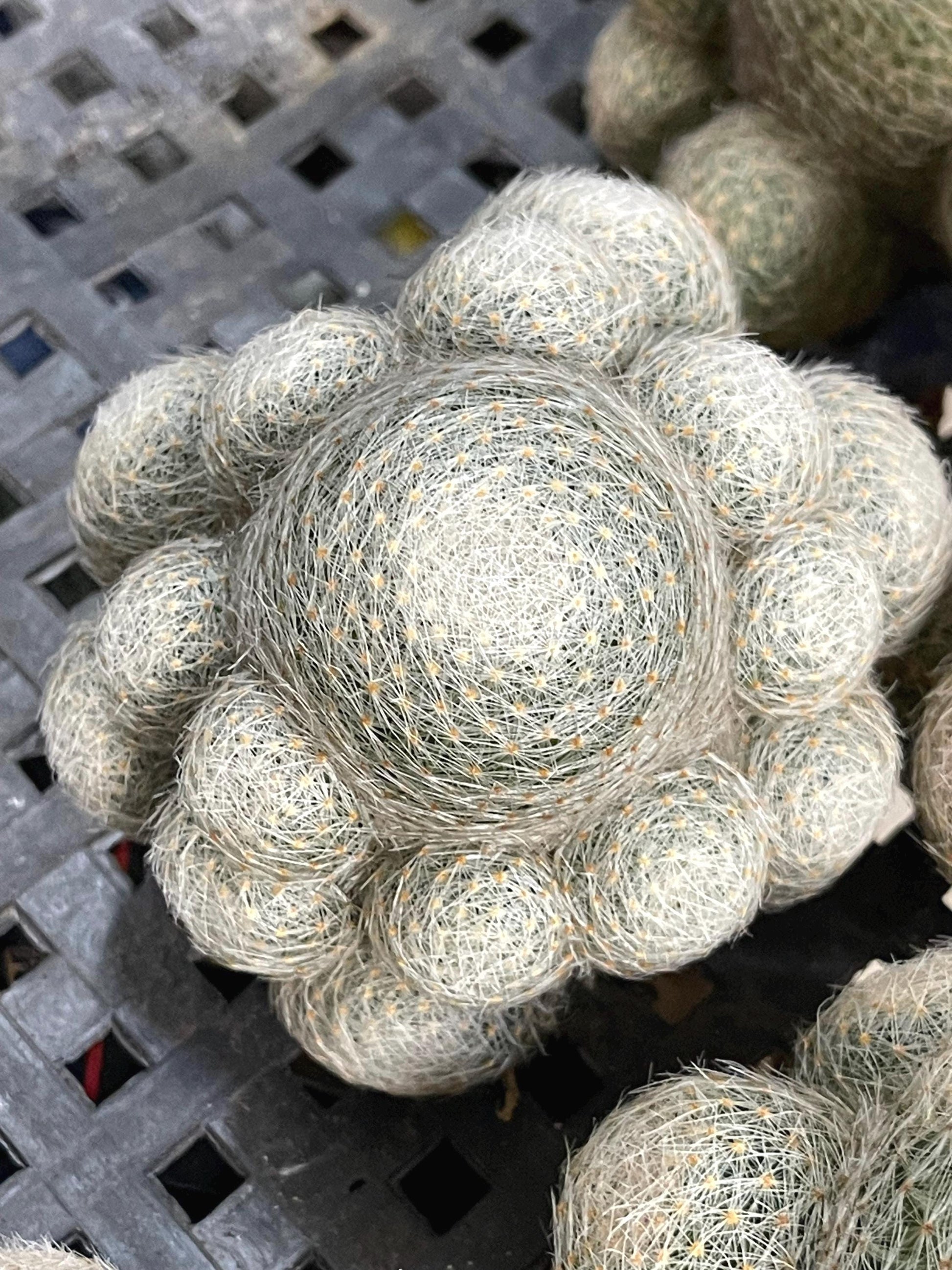 Imported Mammillaria Lenta with pups | Rare Plant | Live Plant