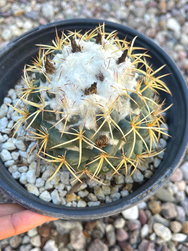 6” Coryphantha Elephantidens | Live Cactus