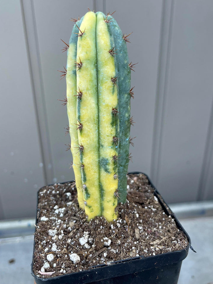 Variegated Cactus | Live Cactus | Live Plant | Rare Plant