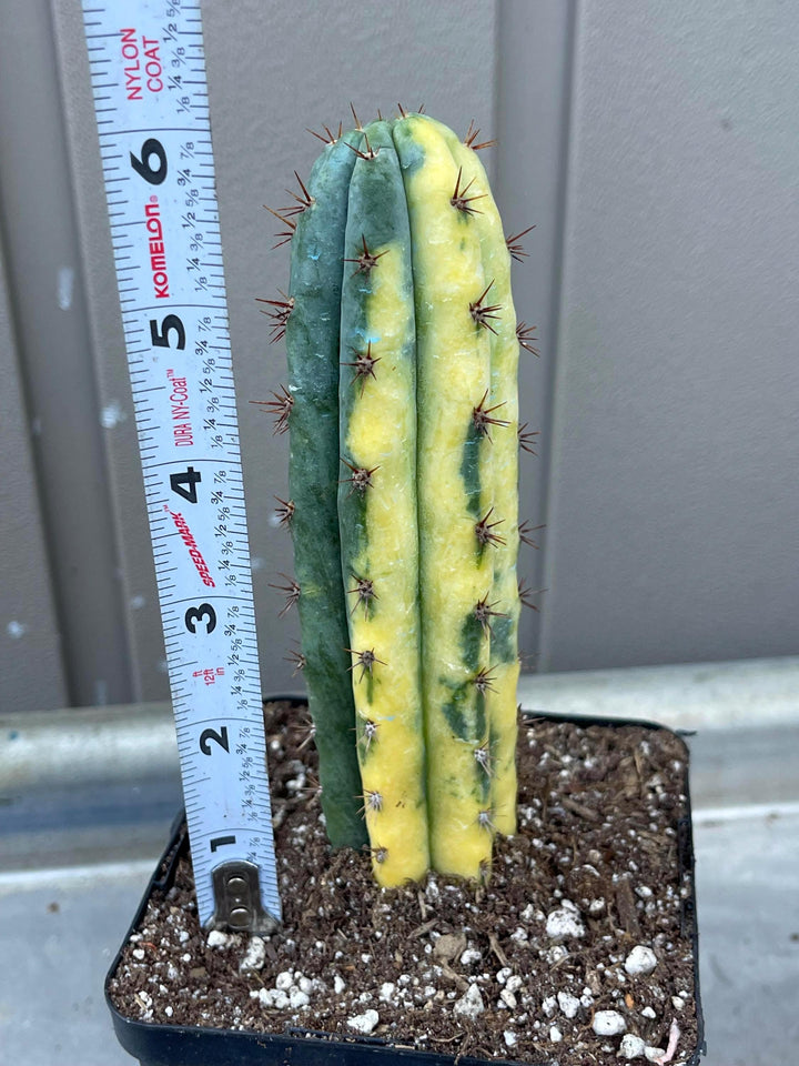 Variegated Cactus | Live Cactus | Live Plant | Rare Plant