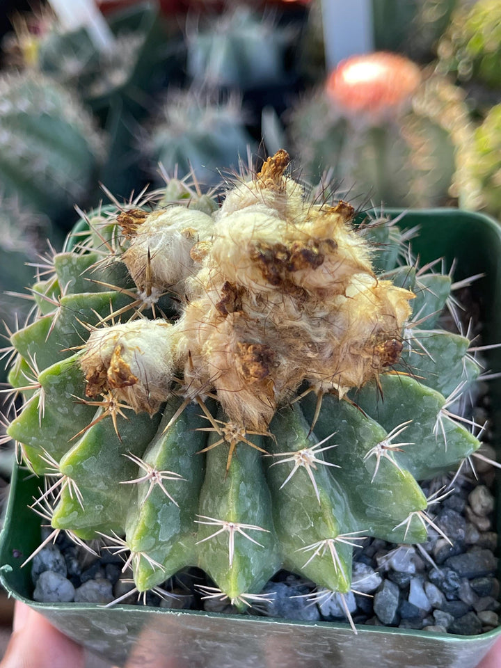 Wigginsia Erinacea | Live Cactus | Rare Cactus