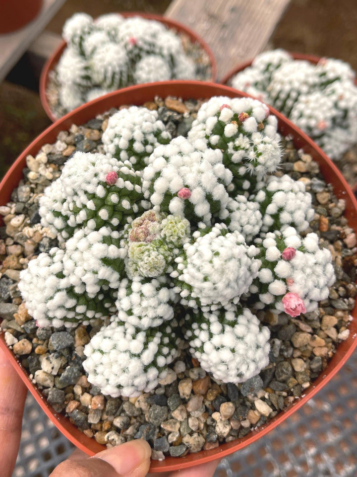 Mammillaria Gracilis Cv. Caterpillar | Rare Cactus