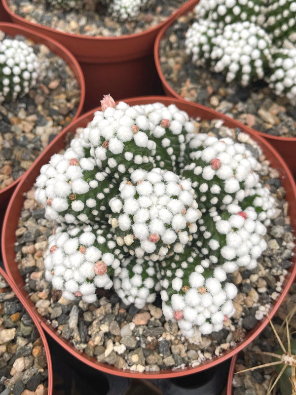 Mammillaria Gracilis Cv. Caterpillar | Rare Cactus