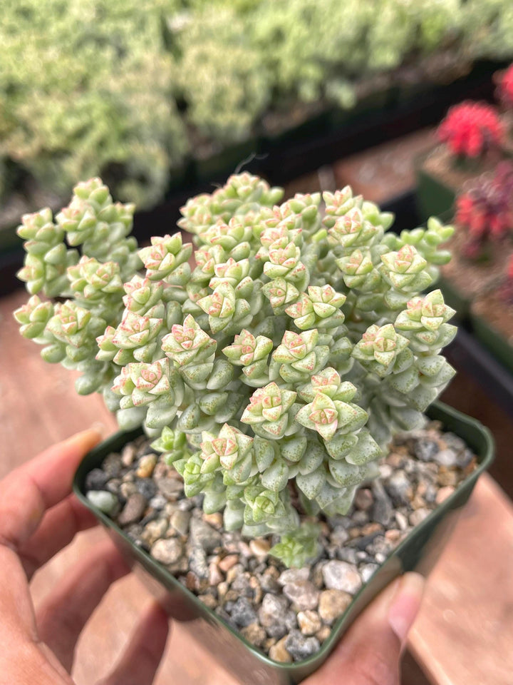 4” Crassula rupestris ssp. commutata Tom Thumb | Live Plant