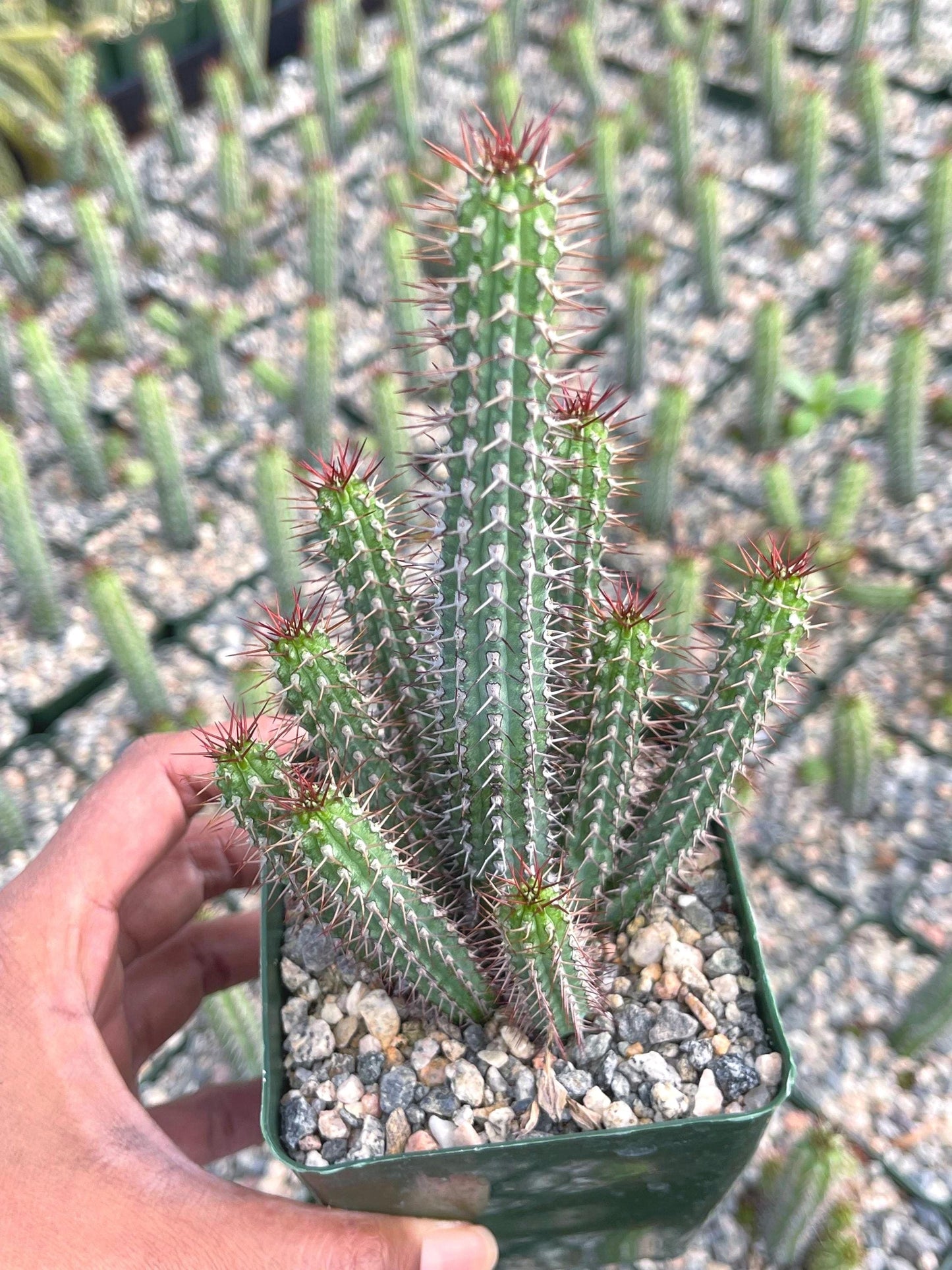 Euphorbia Baioensis Cactus | Live Cactus