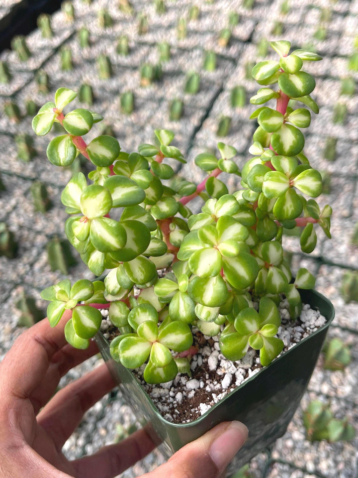 Portulacaria Afra | Live Plant | Live Succulent