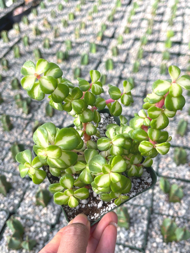 Portulacaria Afra | Live Plant | Live Succulent