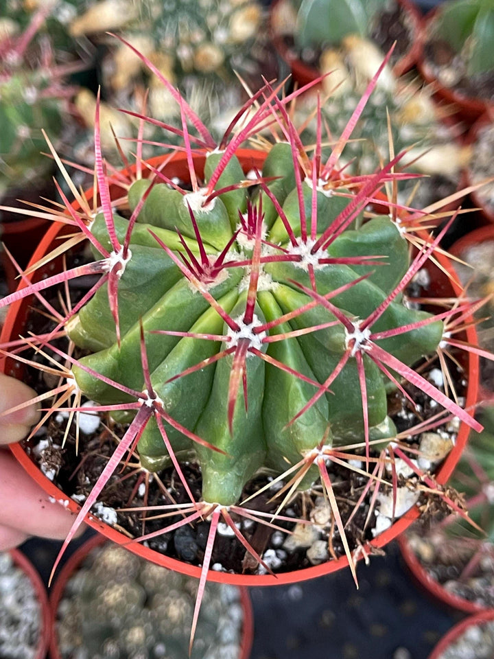 Ferocactus gracilis coloratus | Red Barrel Cactus | Rare Cactus | Live Plant