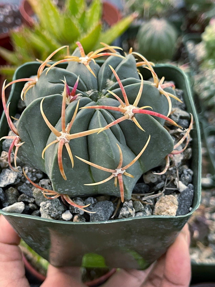 Ferocactus Macrodiscus Cactus | Live Cactus