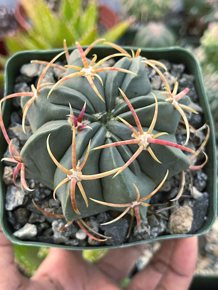 Ferocactus Macrodiscus Cactus | Live Cactus