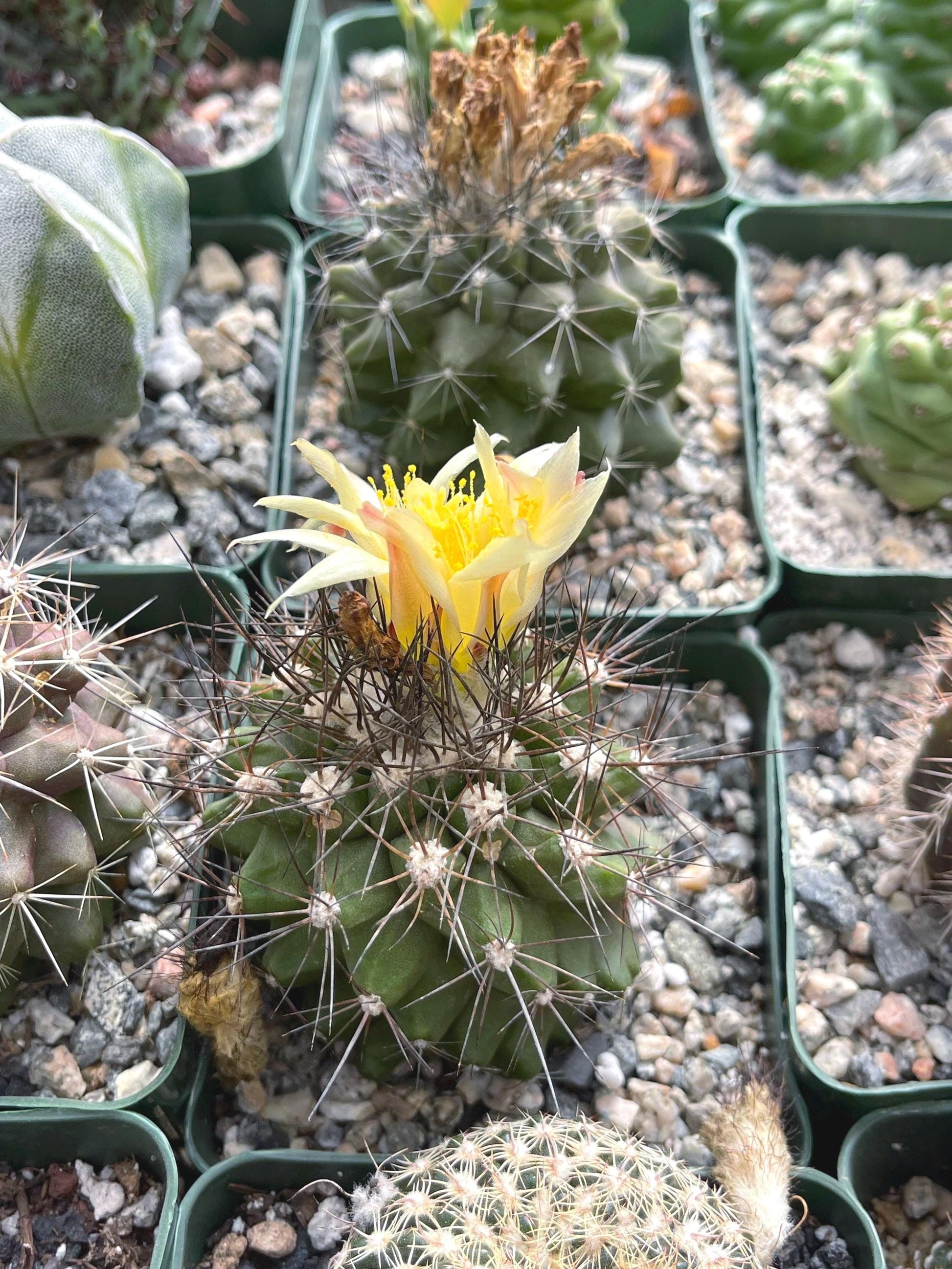 Copiapoa humilis Cactus cluster | Live Cactus