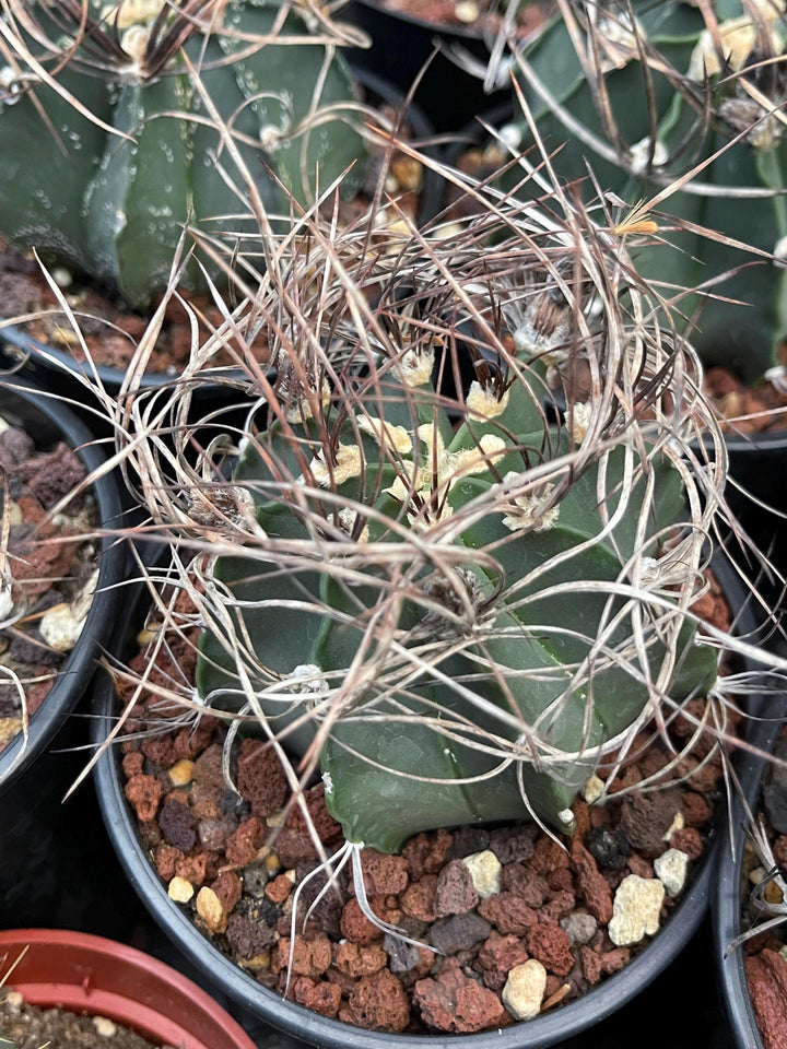 Busy spines Astrophytum Capricorne | Live Cactus