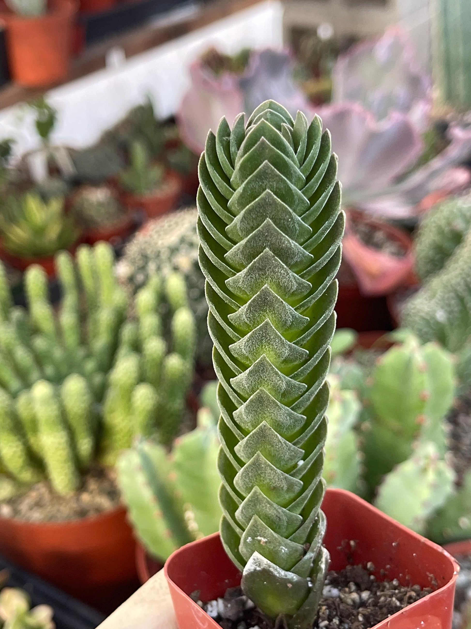 Crassula Buddha Temple | Rare Succulent