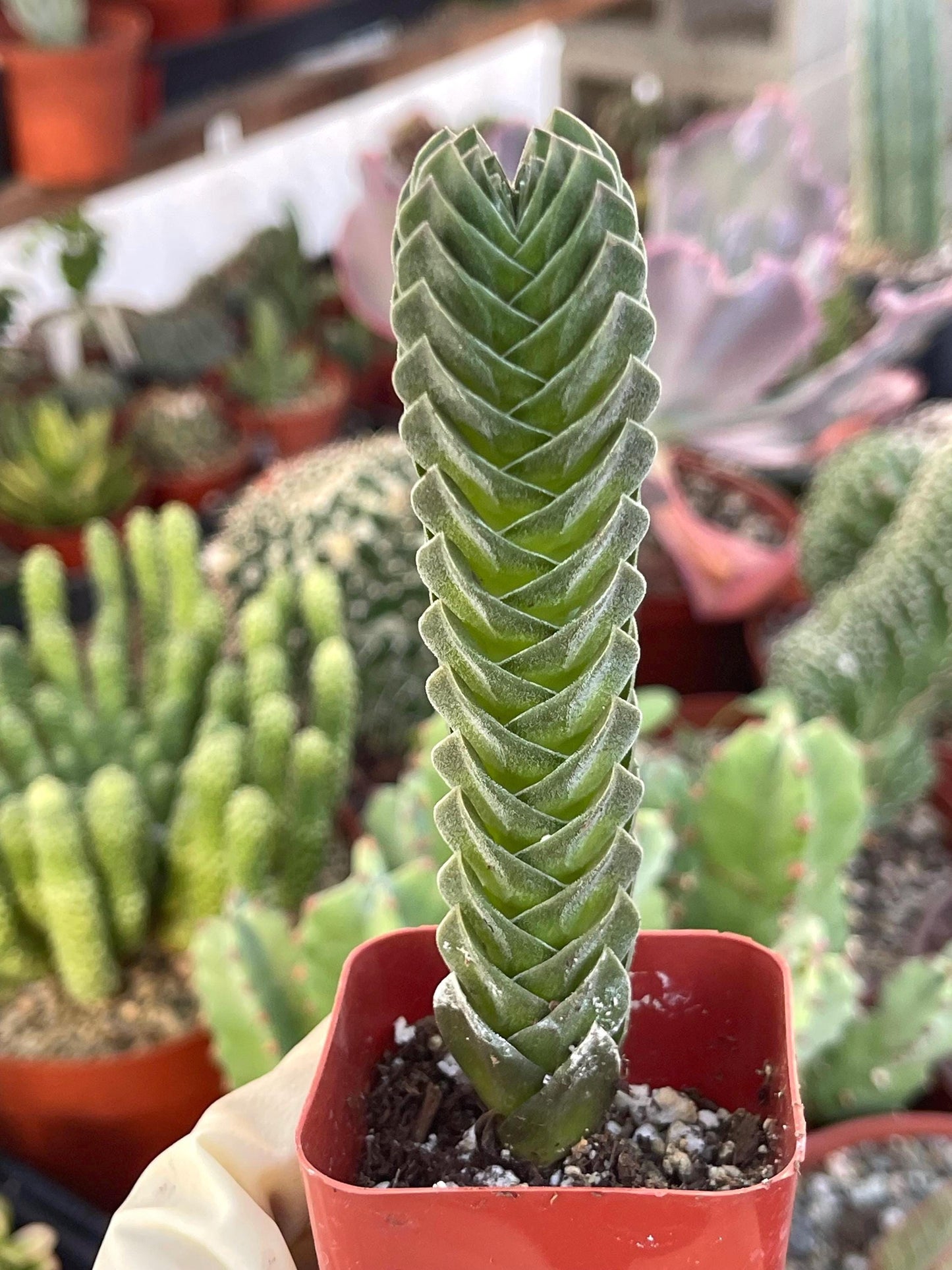 Crassula Buddha Temple | Rare Succulent