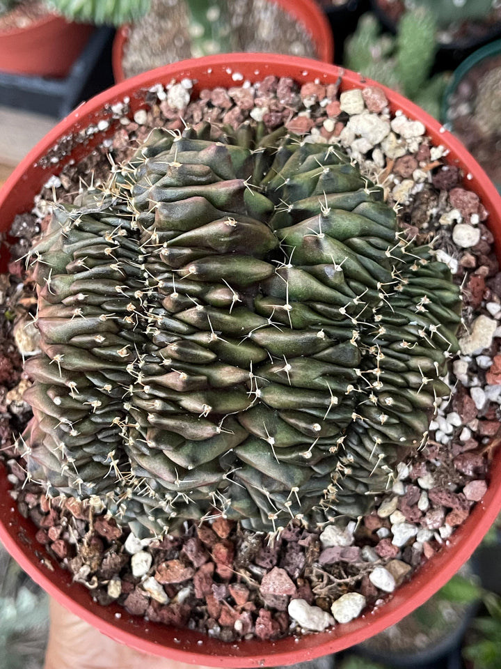 Crested Gymnocalycium Mihanovichii ‘Inermis’ f. Cristata | Rare Plant | Live Plant