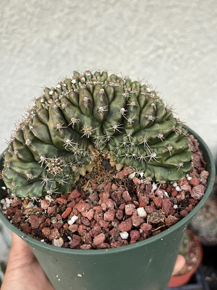 Crested Gymnocalycium Mihanovichii ‘Inermis’ f. Cristata | Rare Plant | Live Plant