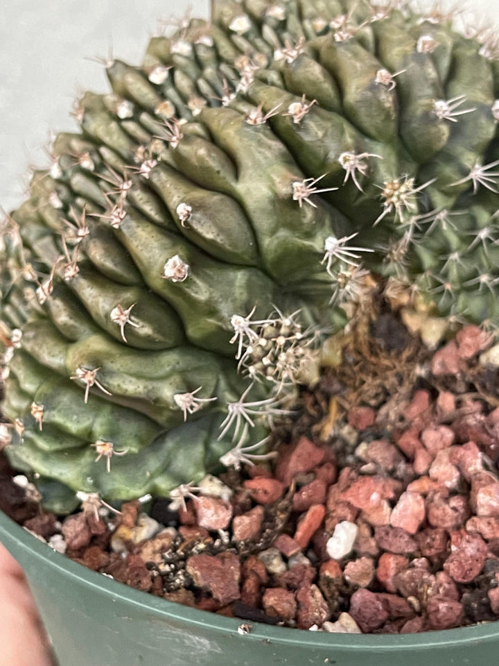 Crested Gymnocalycium Mihanovichii ‘Inermis’ f. Cristata | Rare Plant | Live Plant