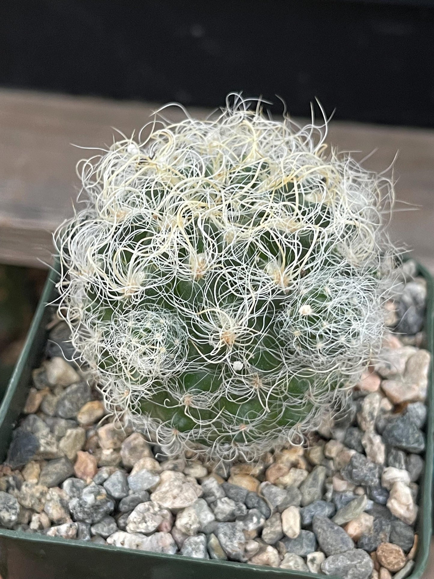 Neoporteria Nidus Senilis | Live Cactus