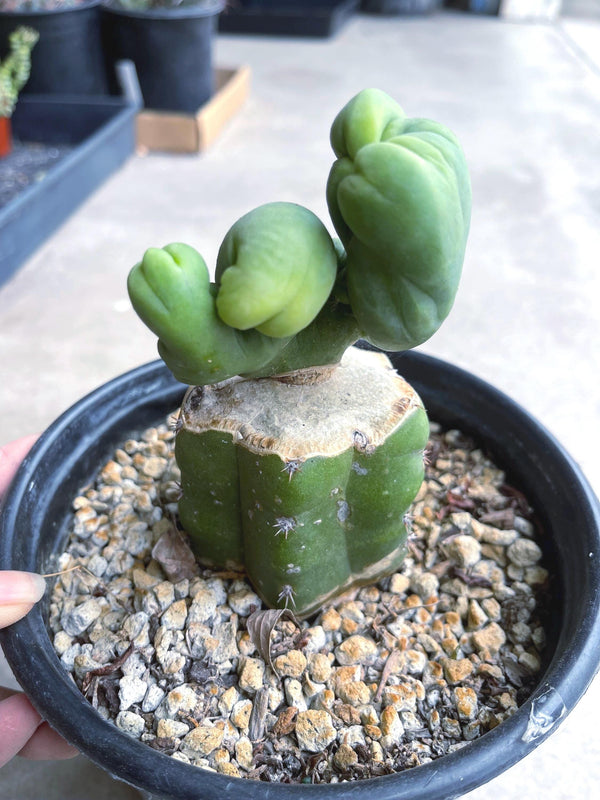 Graft Cactus | Live Plant | Rare Plant | Rare Cactus