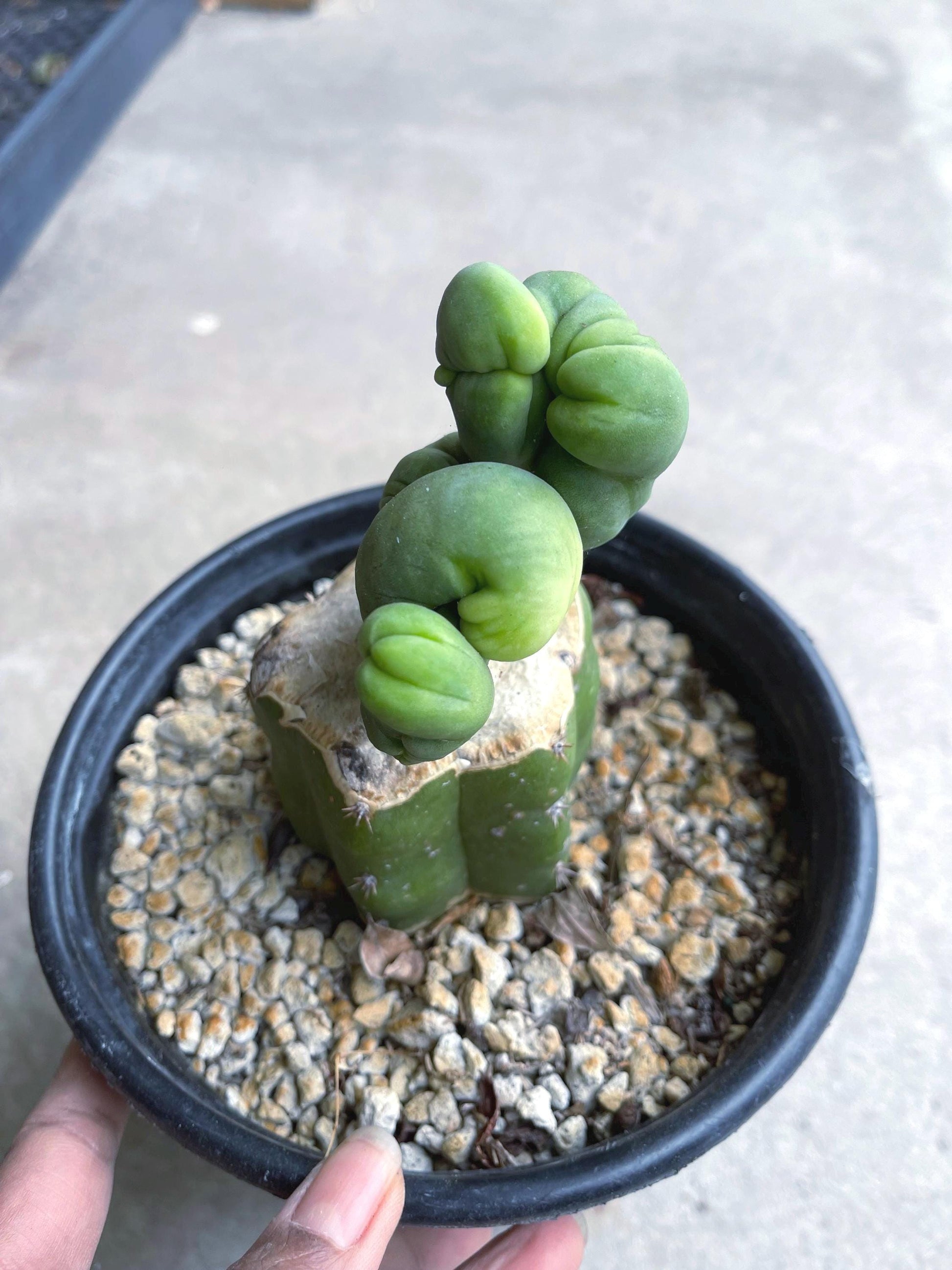 Graft Cactus | Live Plant | Rare Plant | Rare Cactus