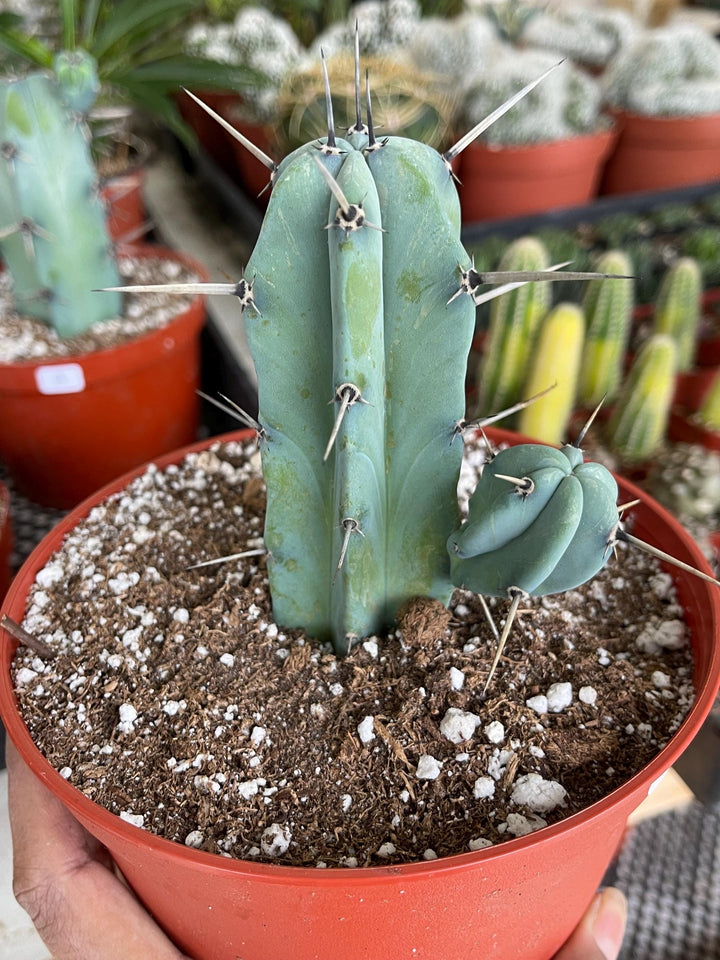 6” Beautiful Myrtillocactus Geometrizans w/ pups | Blue Crested Candle Cactus