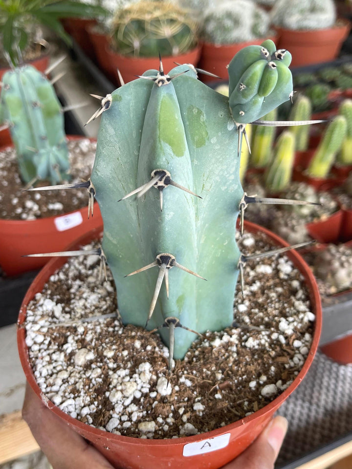 6” Beautiful Myrtillocactus Geometrizans w/ pups | Blue Crested Candle Cactus