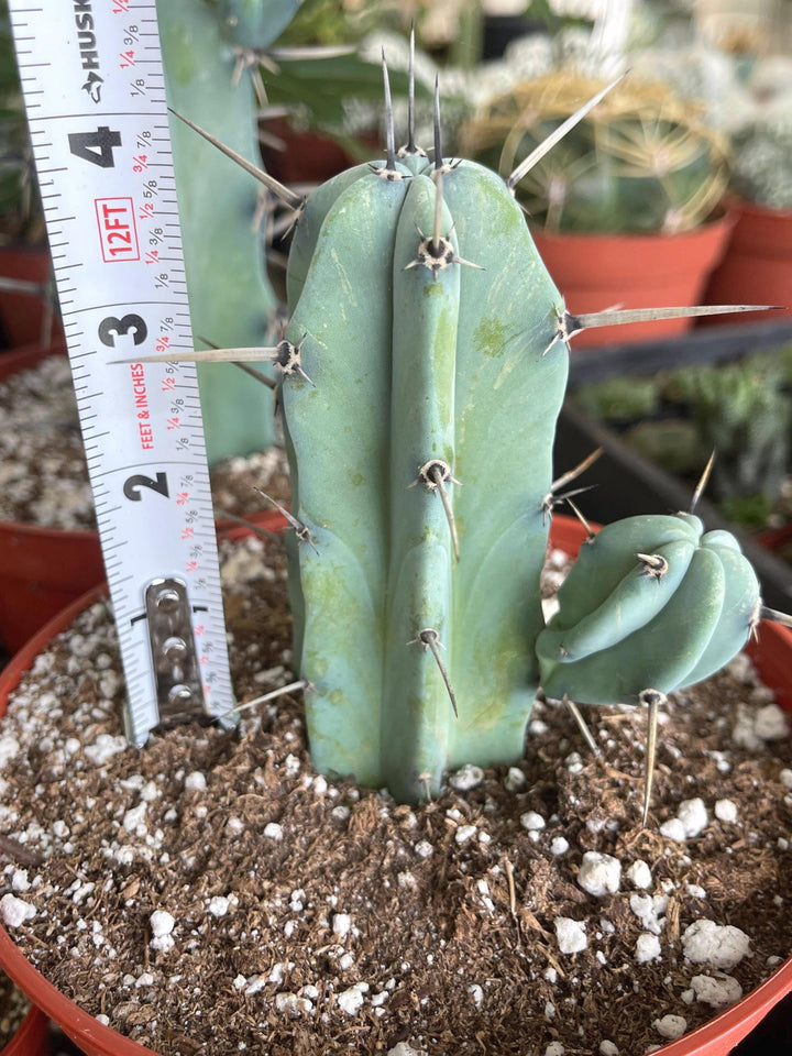 6” Beautiful Myrtillocactus Geometrizans w/ pups | Blue Crested Candle Cactus