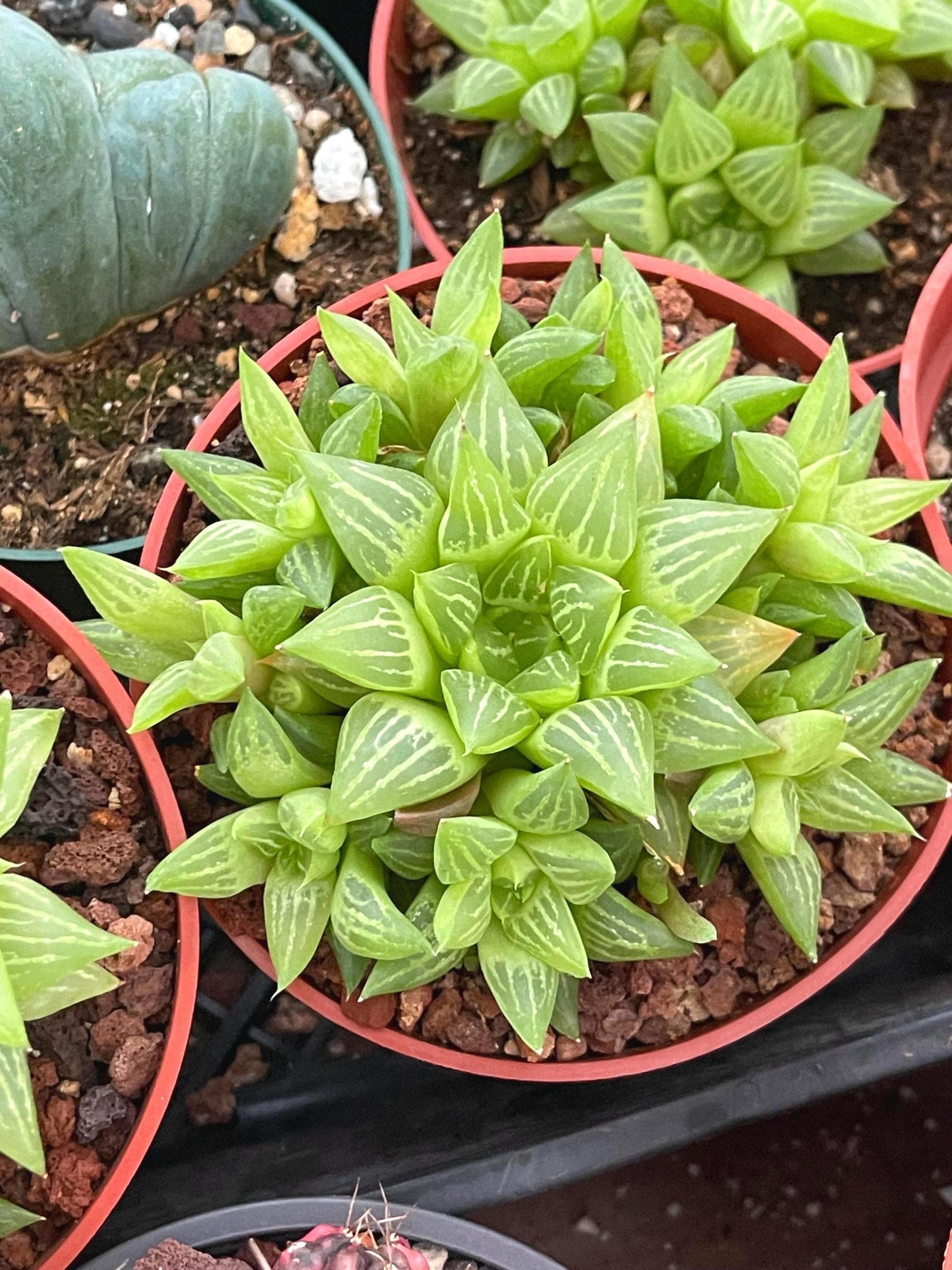 Haworthia Retusa Clusters | Live Succulent