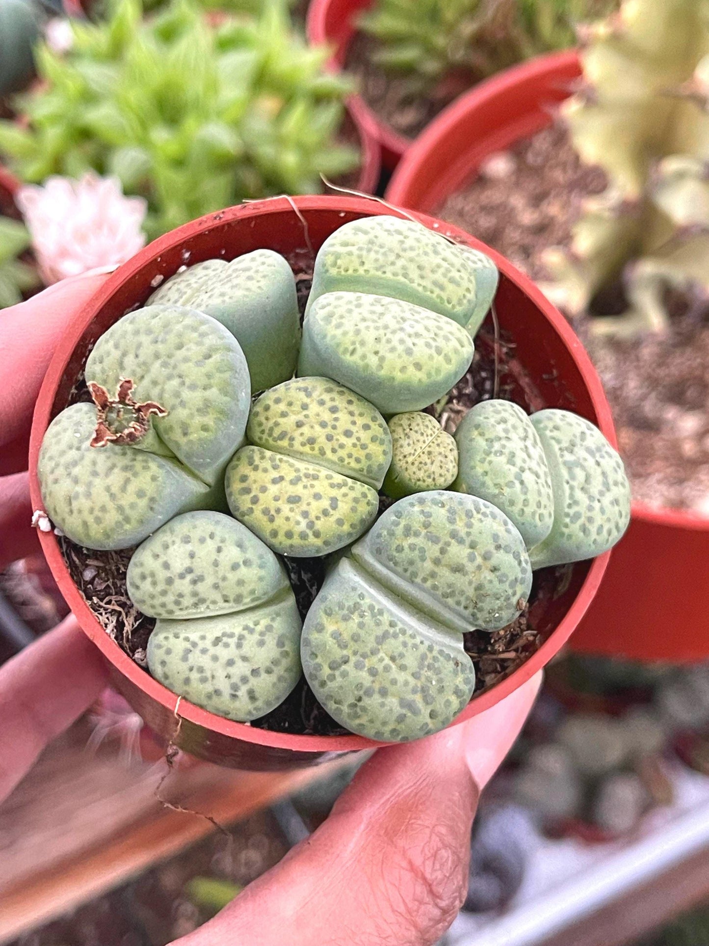 Lithops Living Stone succulent | Live Plant