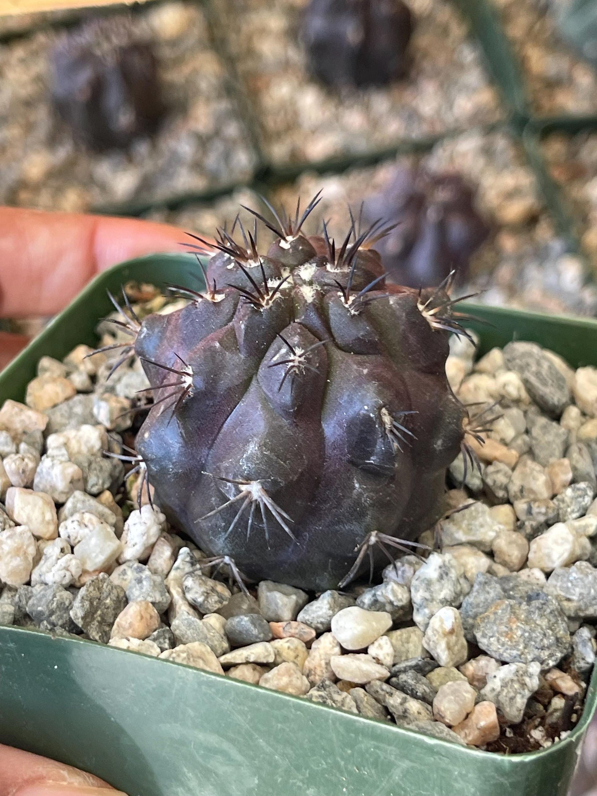 Copiapoa Echinoides | Copiapoa Dura | Rare Cactus | Live Plant | Rare Plant