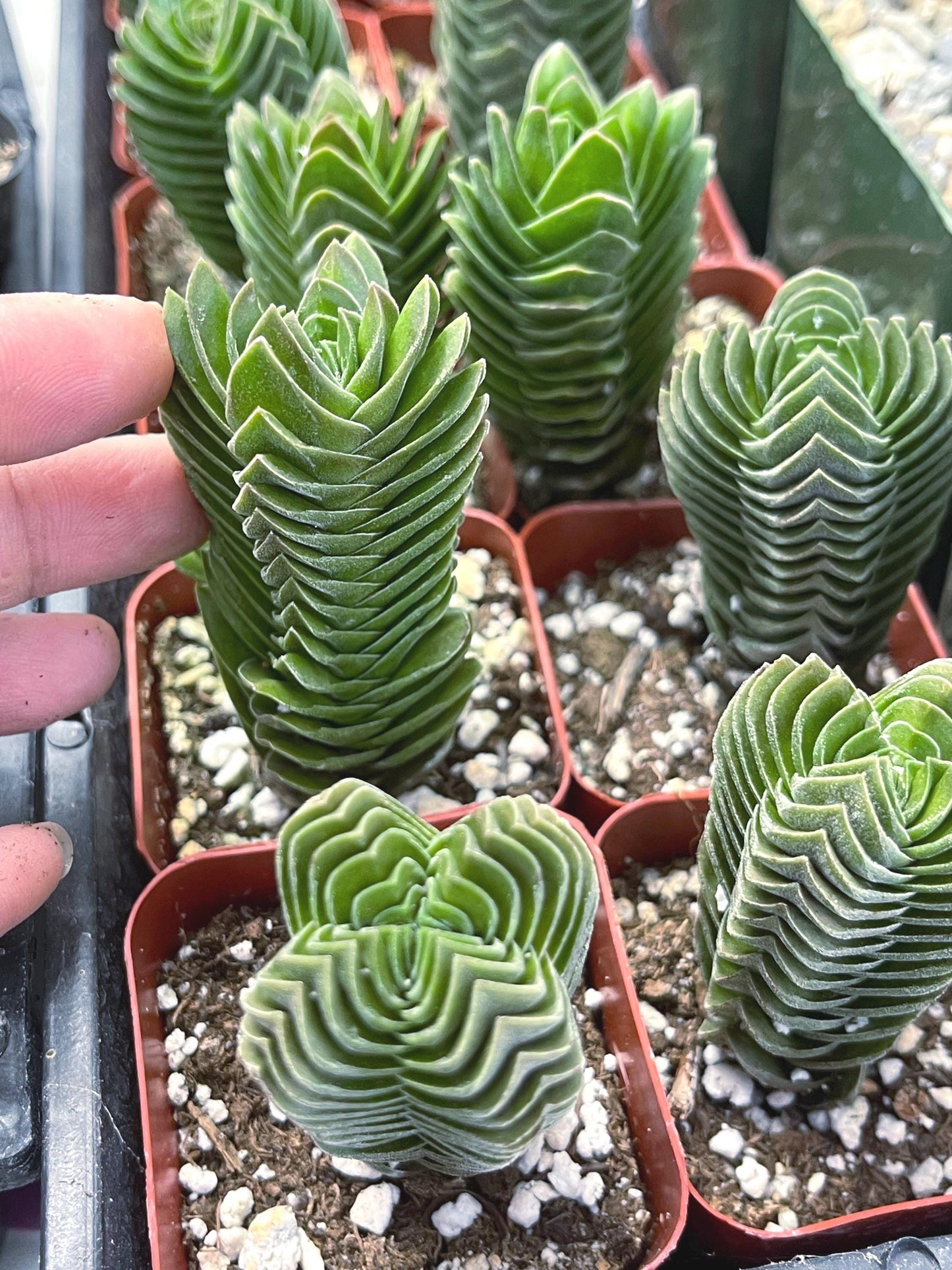 Crassula Buddha Temple | Rare Succulent