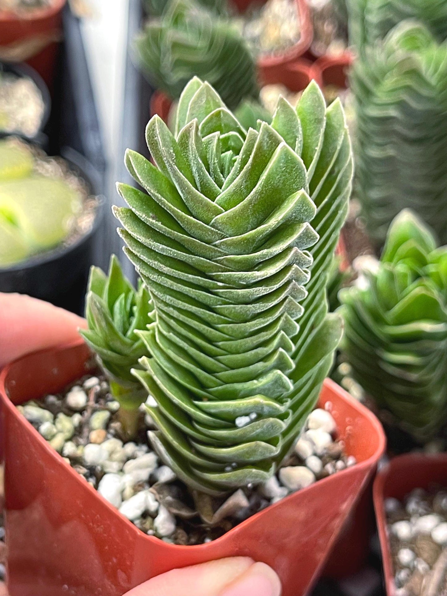 Crassula Buddha Temple | Rare Succulent