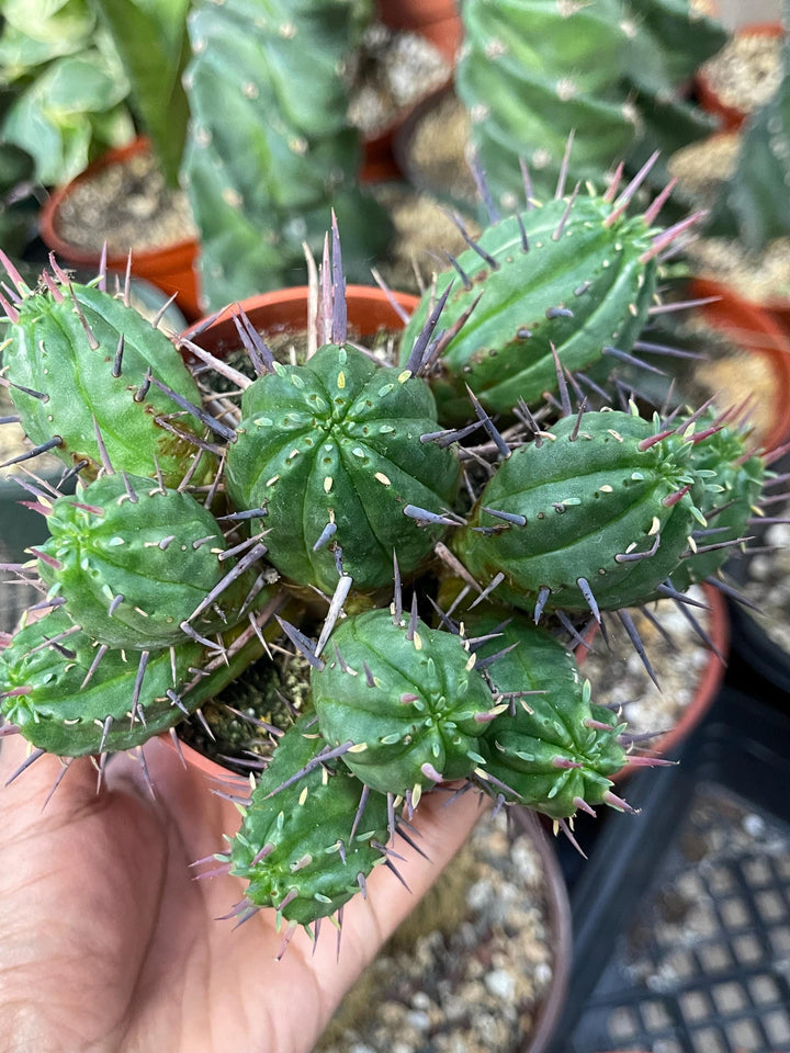 Euphorbia Ferox | Live cactus | Live Plant