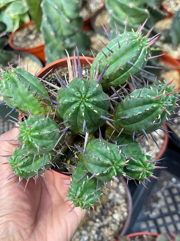 Euphorbia Ferox | Live cactus | Live Plant