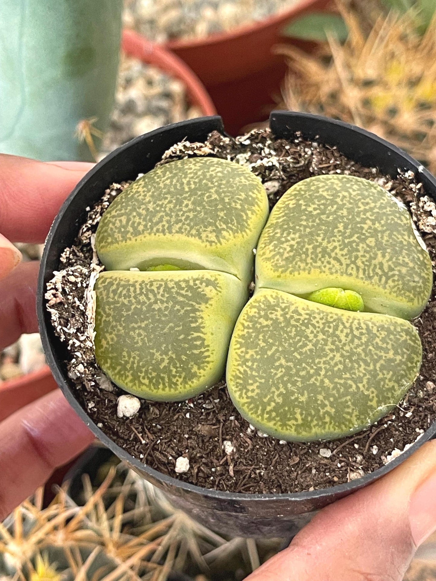 Lithops Living Stone succulent | Live Plant