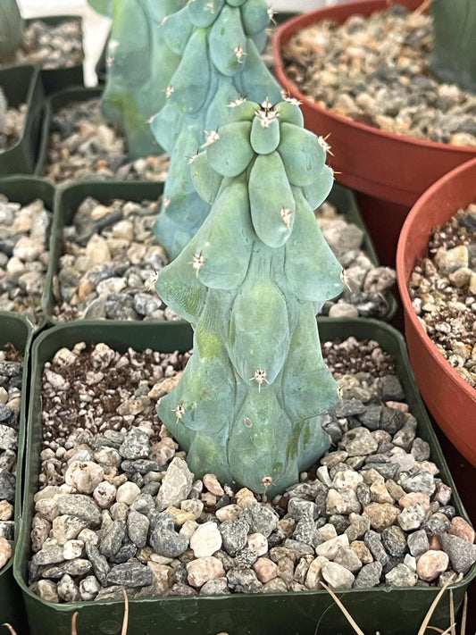 Boobie Cactus | Myrtillocactus Geometrizans Fukurokuryuzinboku | Rare Cactus