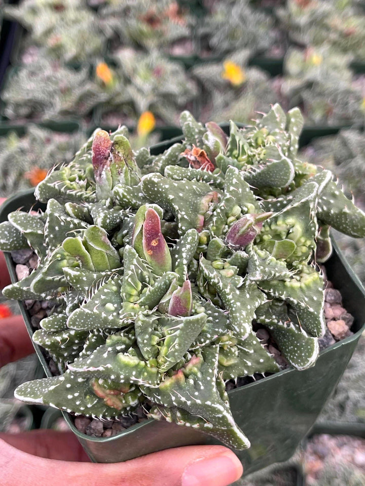 Faucaria Tuberculosa Clusters | Tiger Jaws | Shark’s Jaw | Succulent