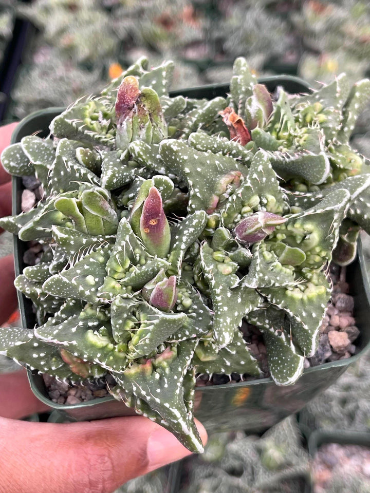 Faucaria Tuberculosa Clusters | Tiger Jaws | Shark’s Jaw | Succulent