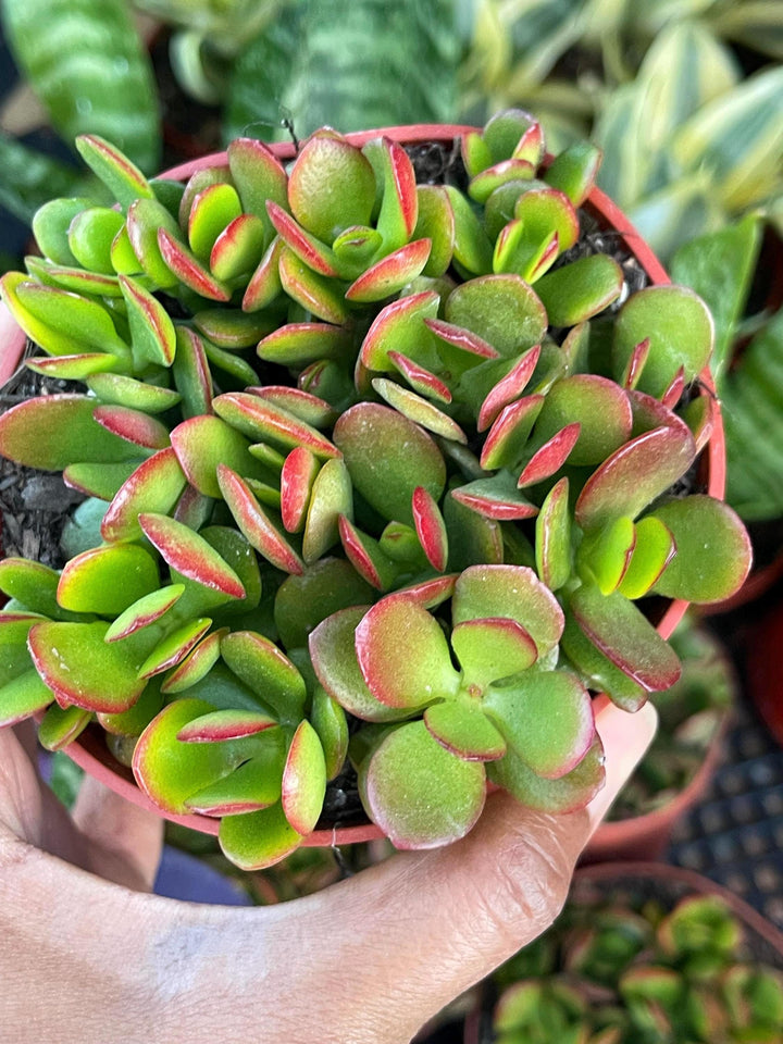 4” Cutting Jade Plant | Crassula Ovata | Live Succulent