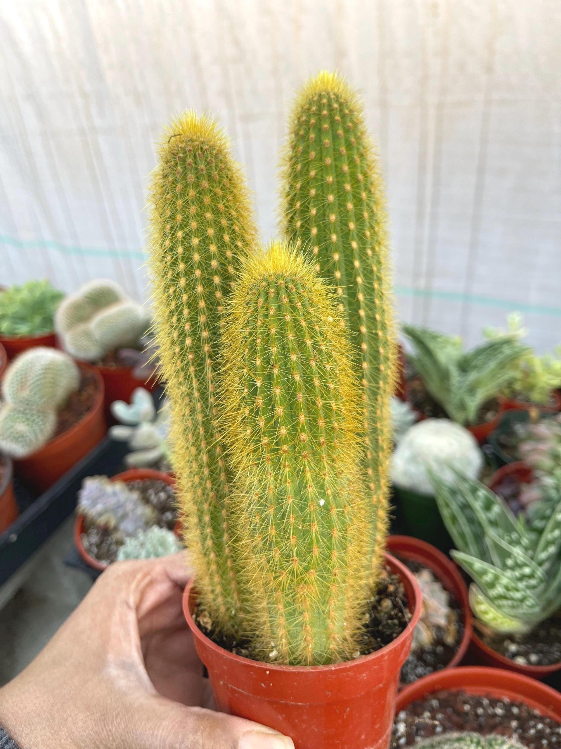 Golden Rat Tail cactus