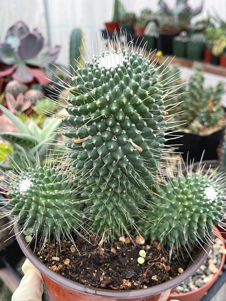 Mammillaria Spinosissima | Un Pico Cactus | Live Cactus