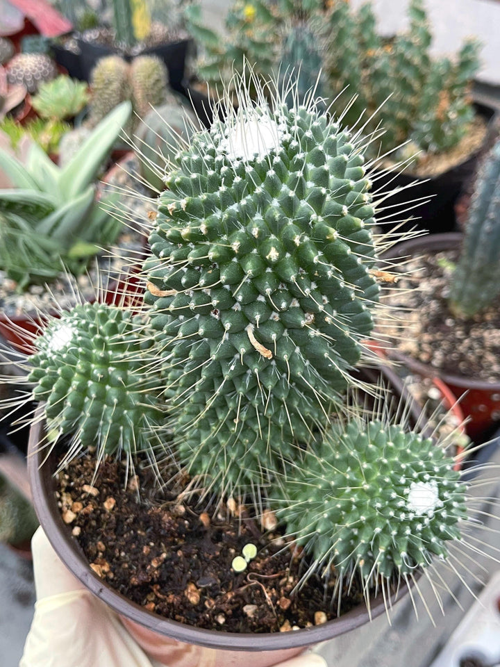 Mammillaria Spinosissima | Un Pico Cactus | Live Cactus