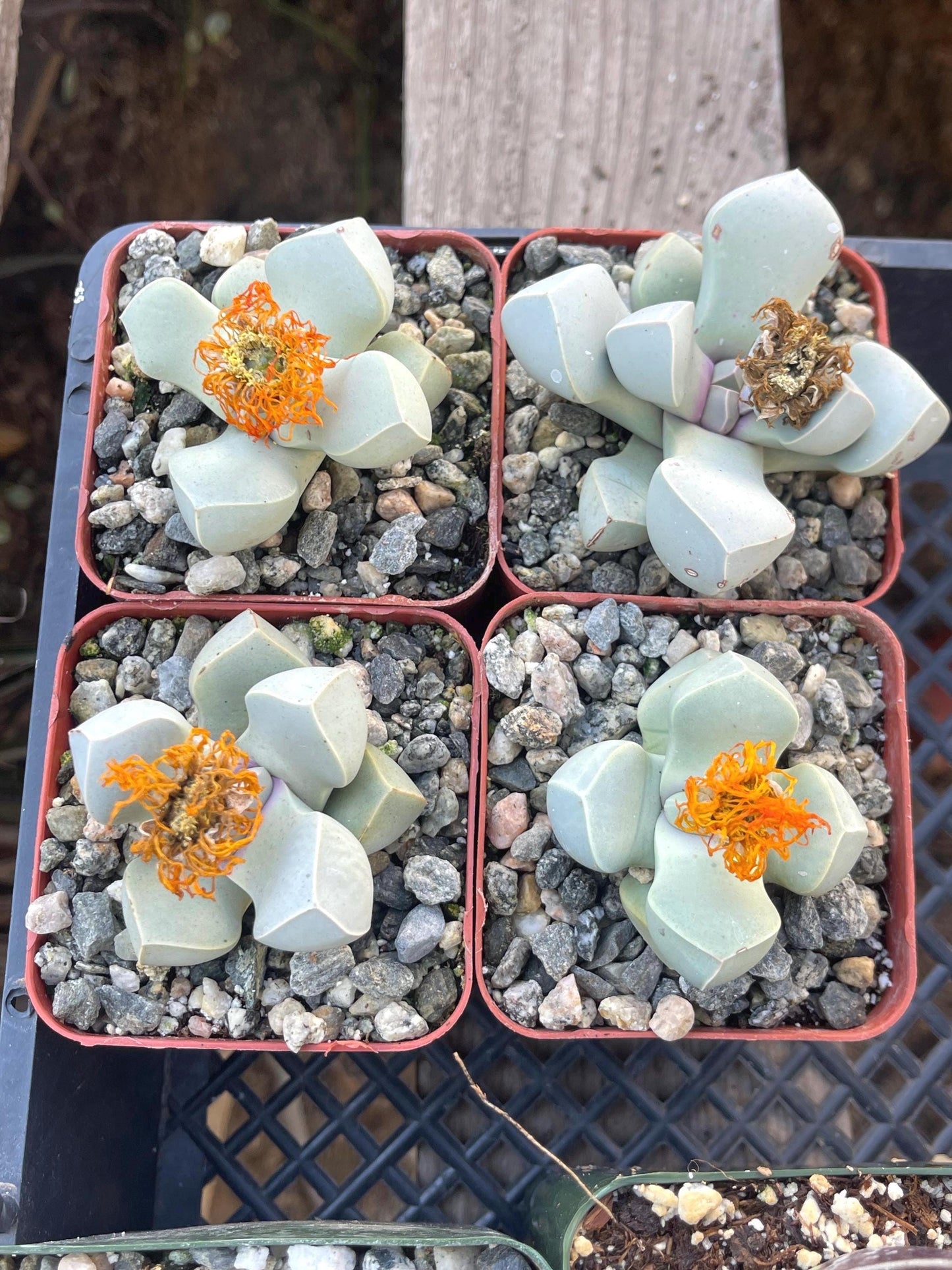 Lapidaria margaretae | Split Rock Succulent Plants | Live Karoo Rose | Rare Plant